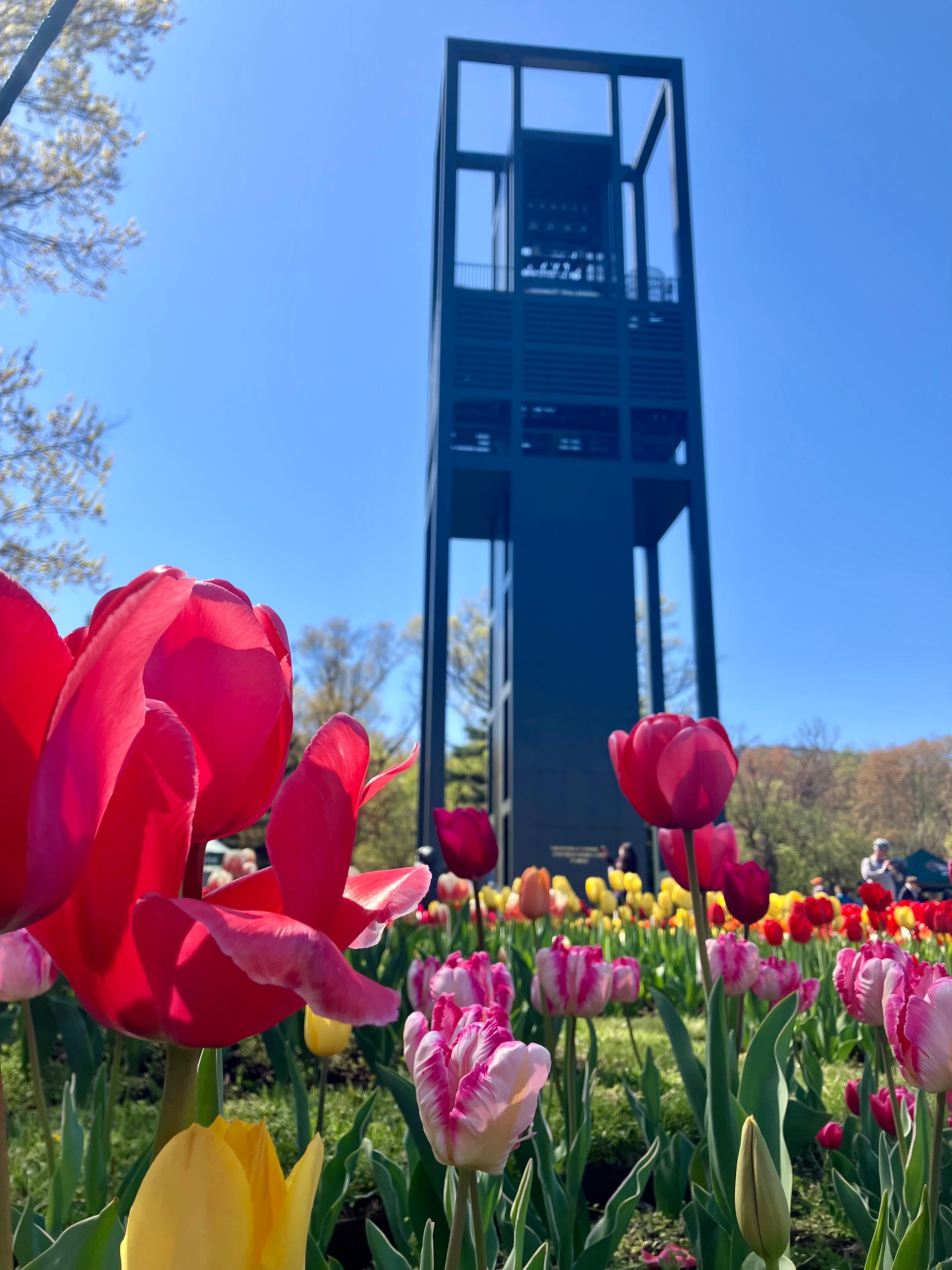 A tulip with the Netherlands Carillon in the distance.