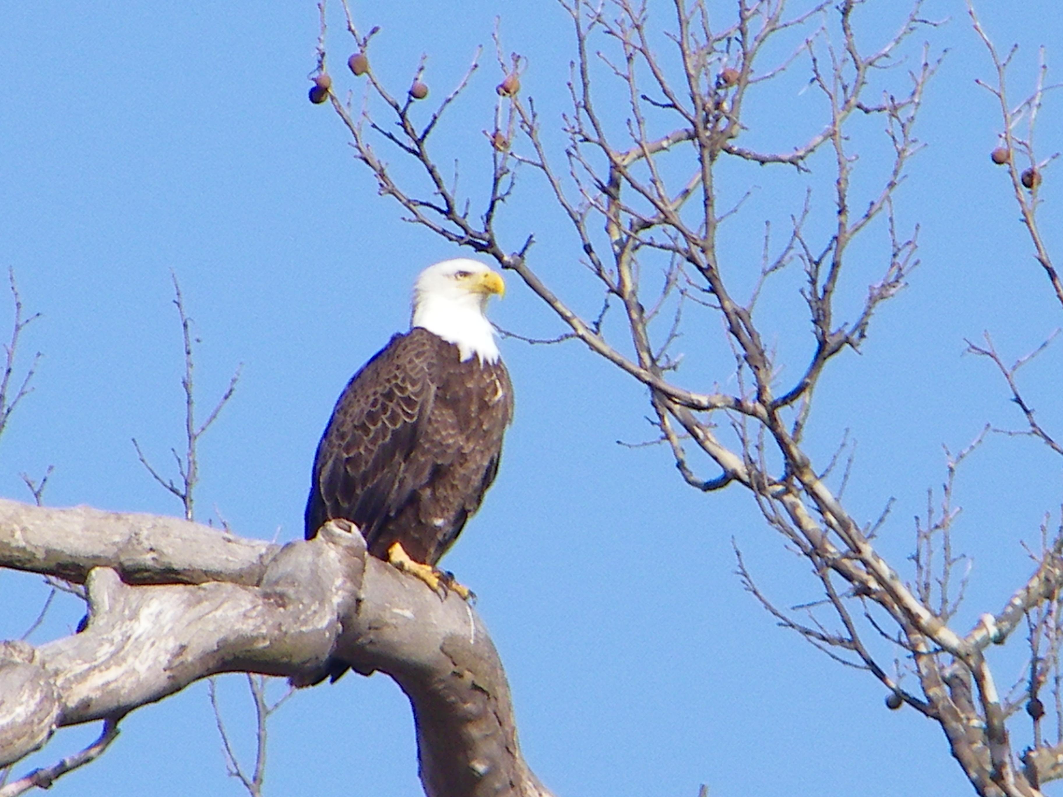 Bald eagle sits on bare tree branch on a clear day