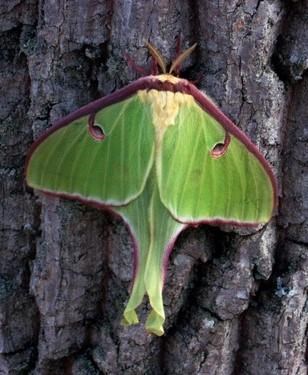 A green moth perched on brown tree bark. The moth has red accents on the outer edges of its wings