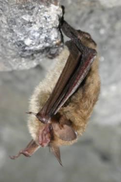 A small bat with brown and grey fur hanging from a rock