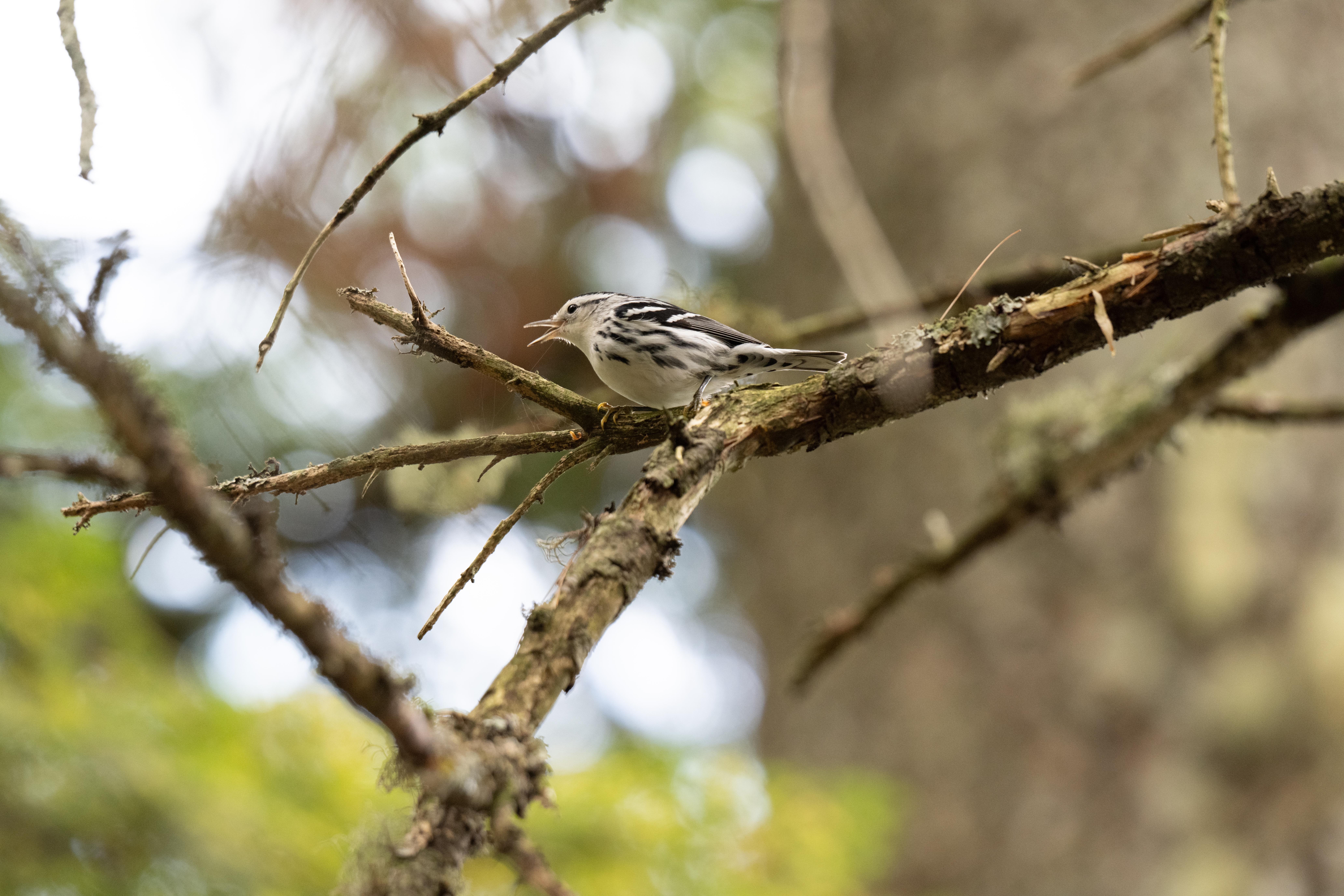 Bird Walk at Lunksoos Boat Launch