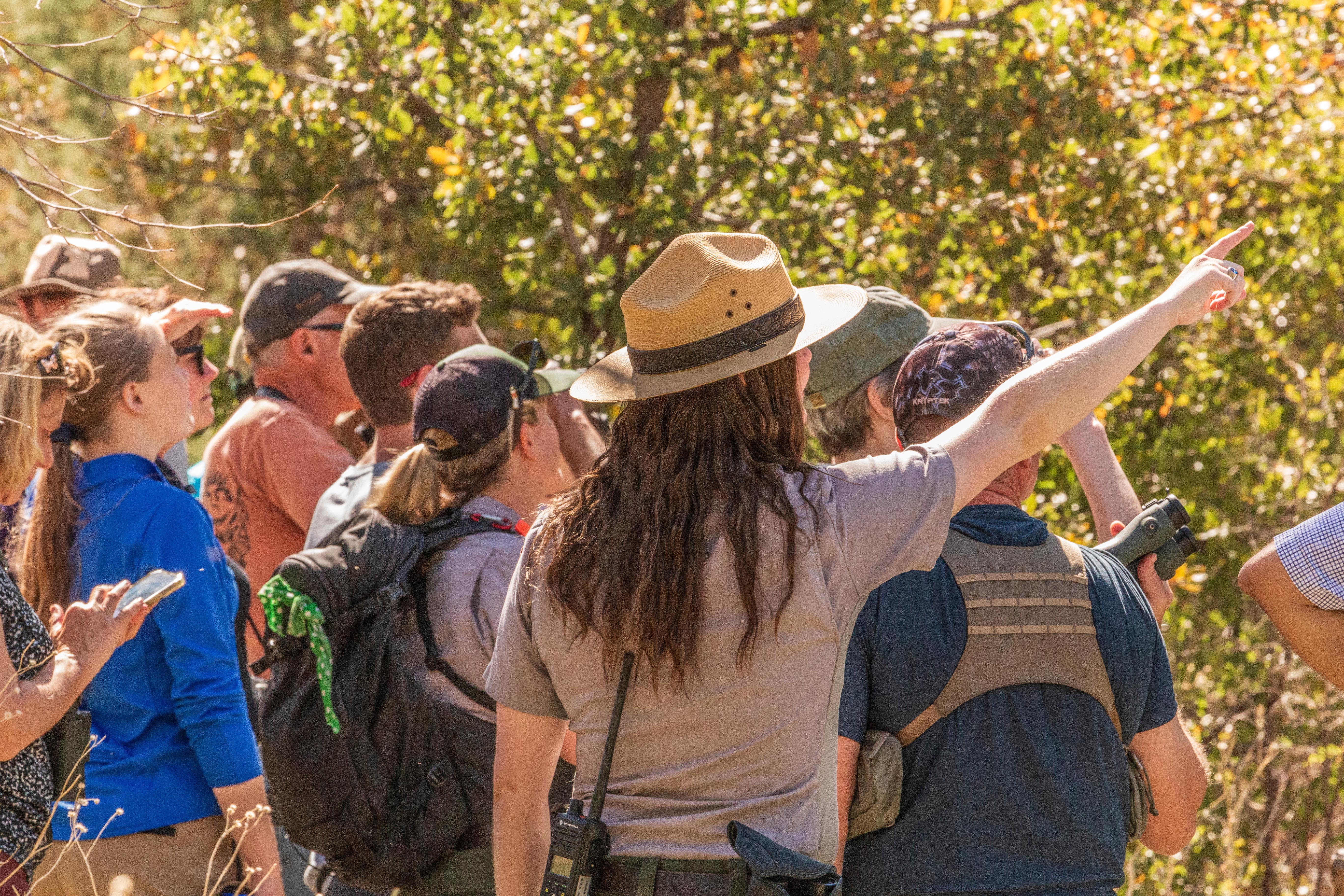 groups of people stand looking into the trees while a ranger points in the foreground