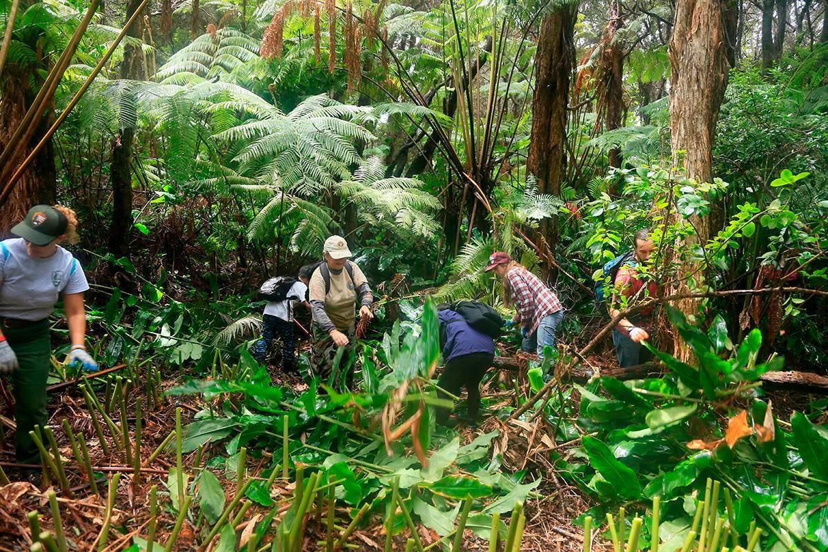 Volunteers removing invasive species in a rainforest.