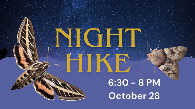 flyer with moths
