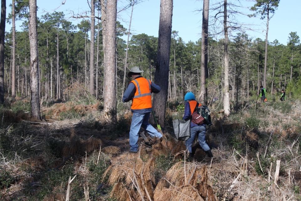 volunteers in orange vests carrying tree-planting equipment