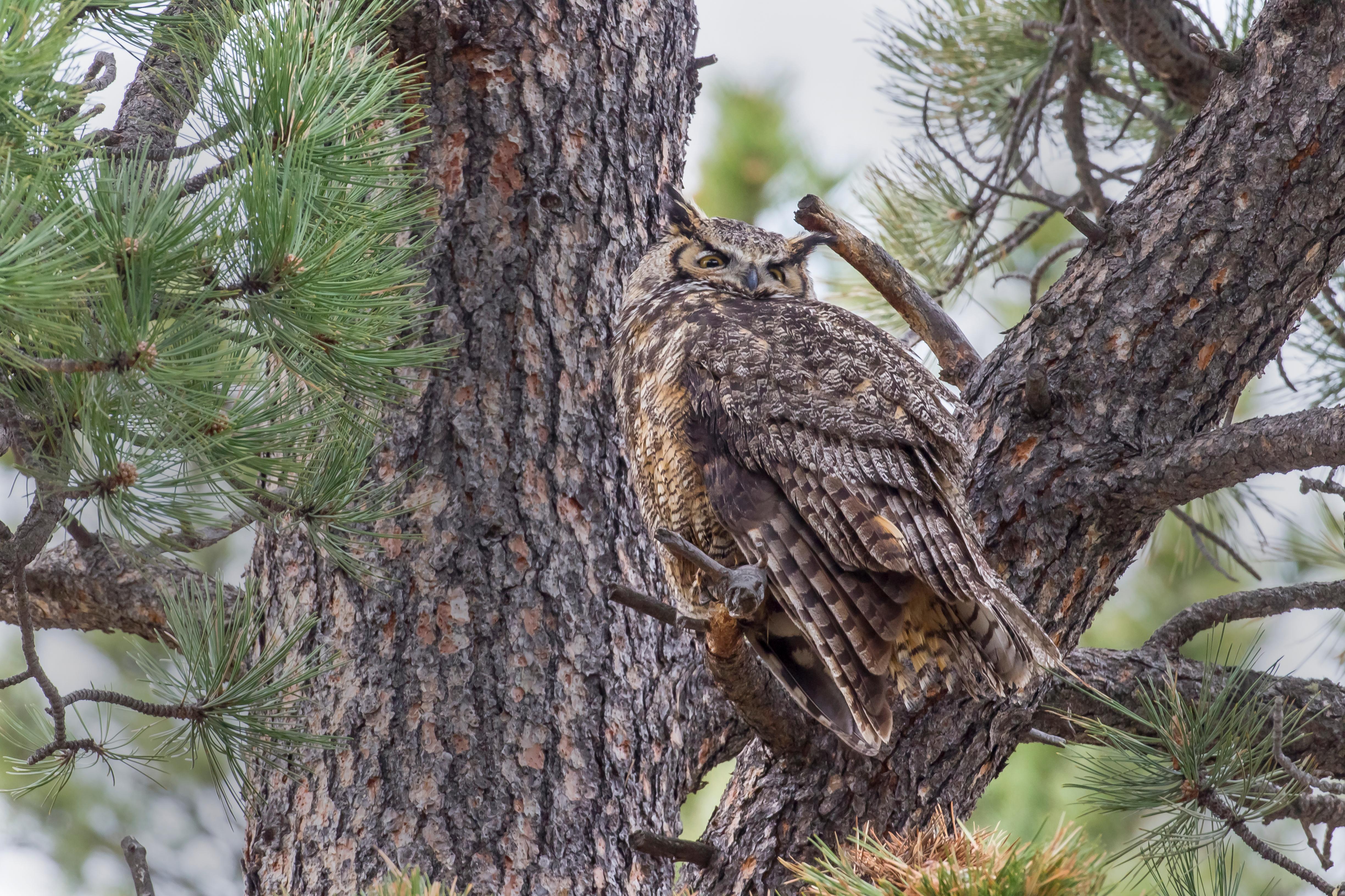 Great Horned Owl perched in pine tree