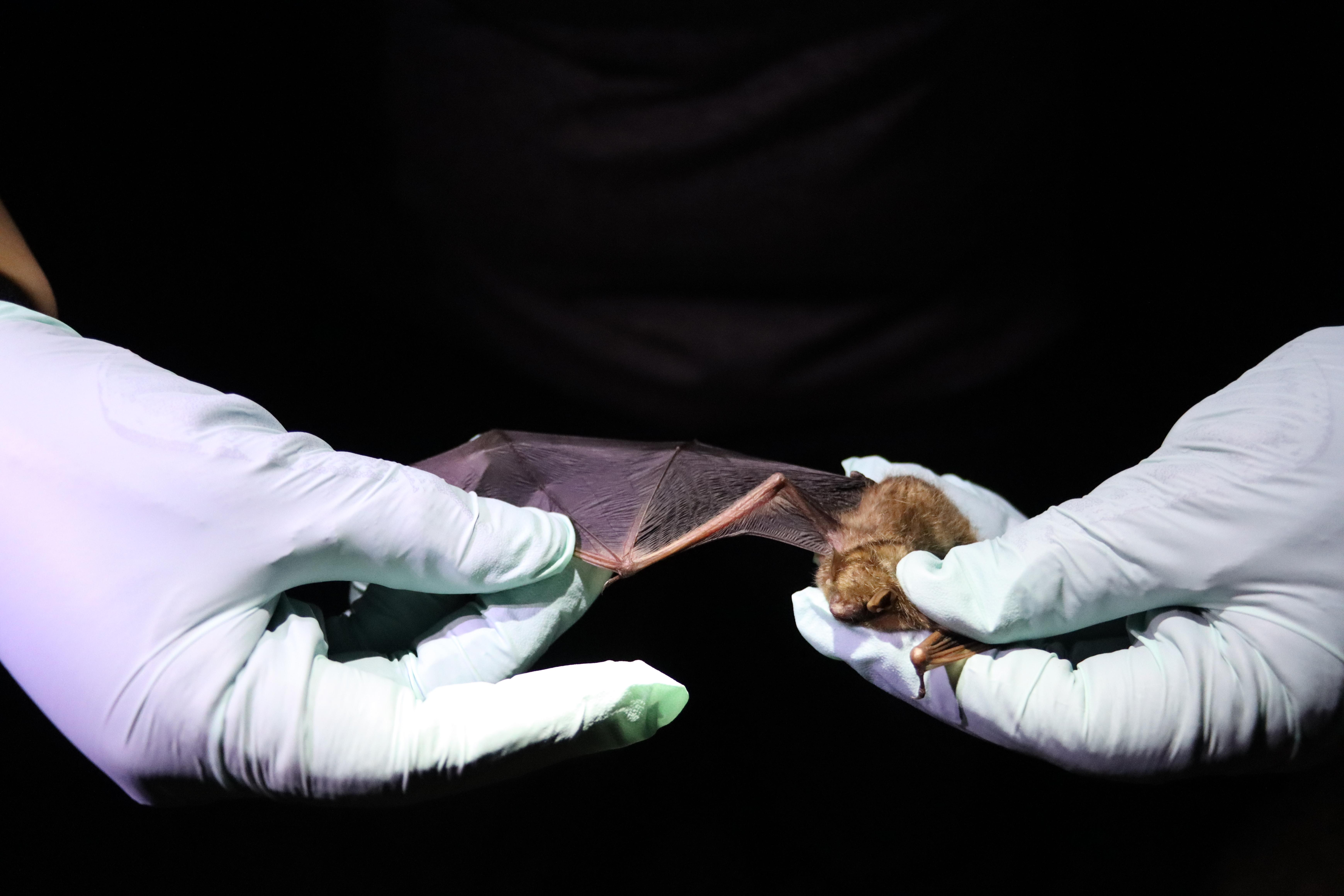 Gloved hands hold a bat with wing extended.