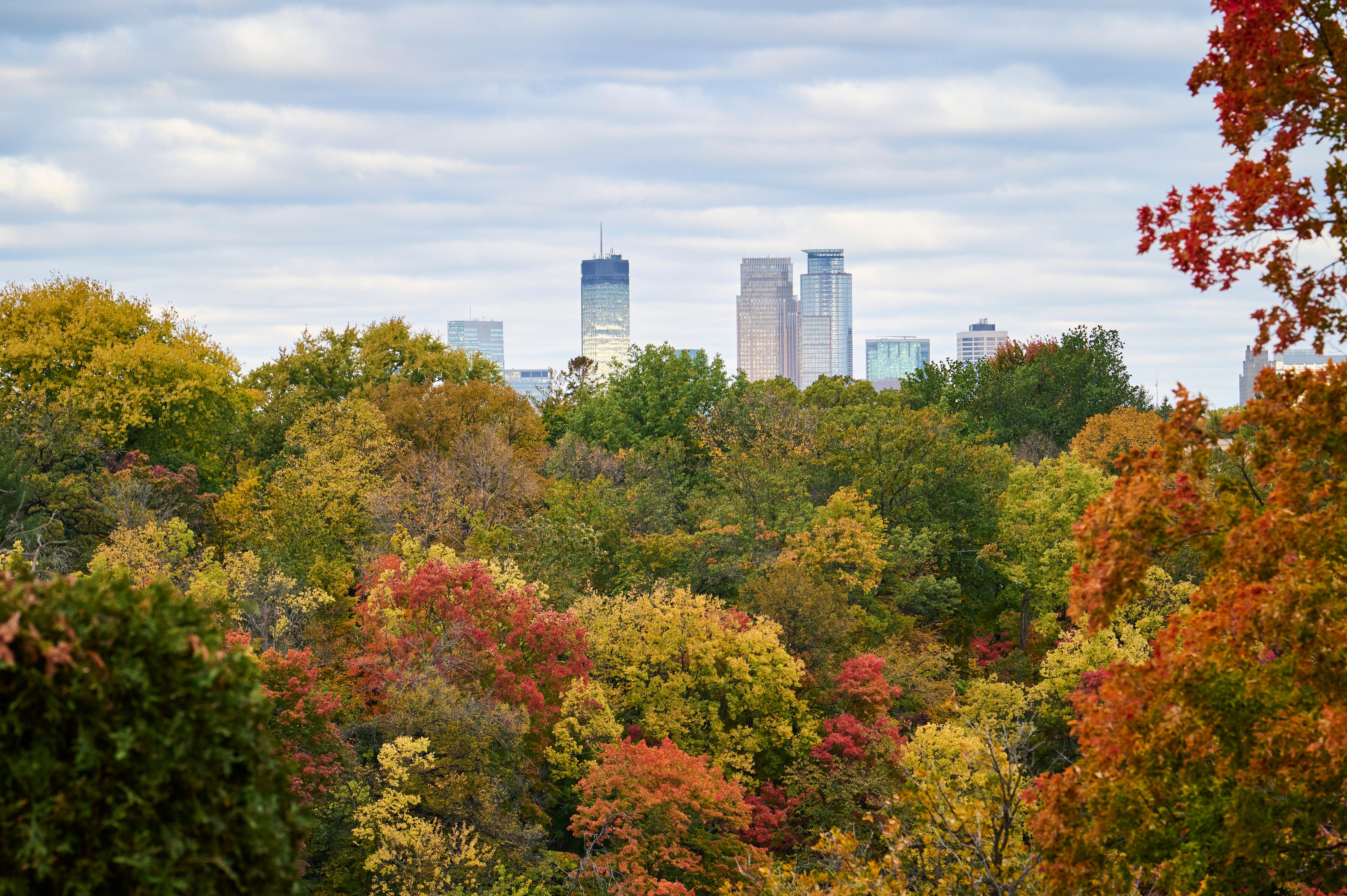 A skyline in the distance behind a canopy of trees with red, orange, yellow, and green leaves.