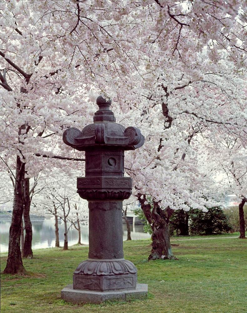 a stone lantern surrounded by Cherry Trees