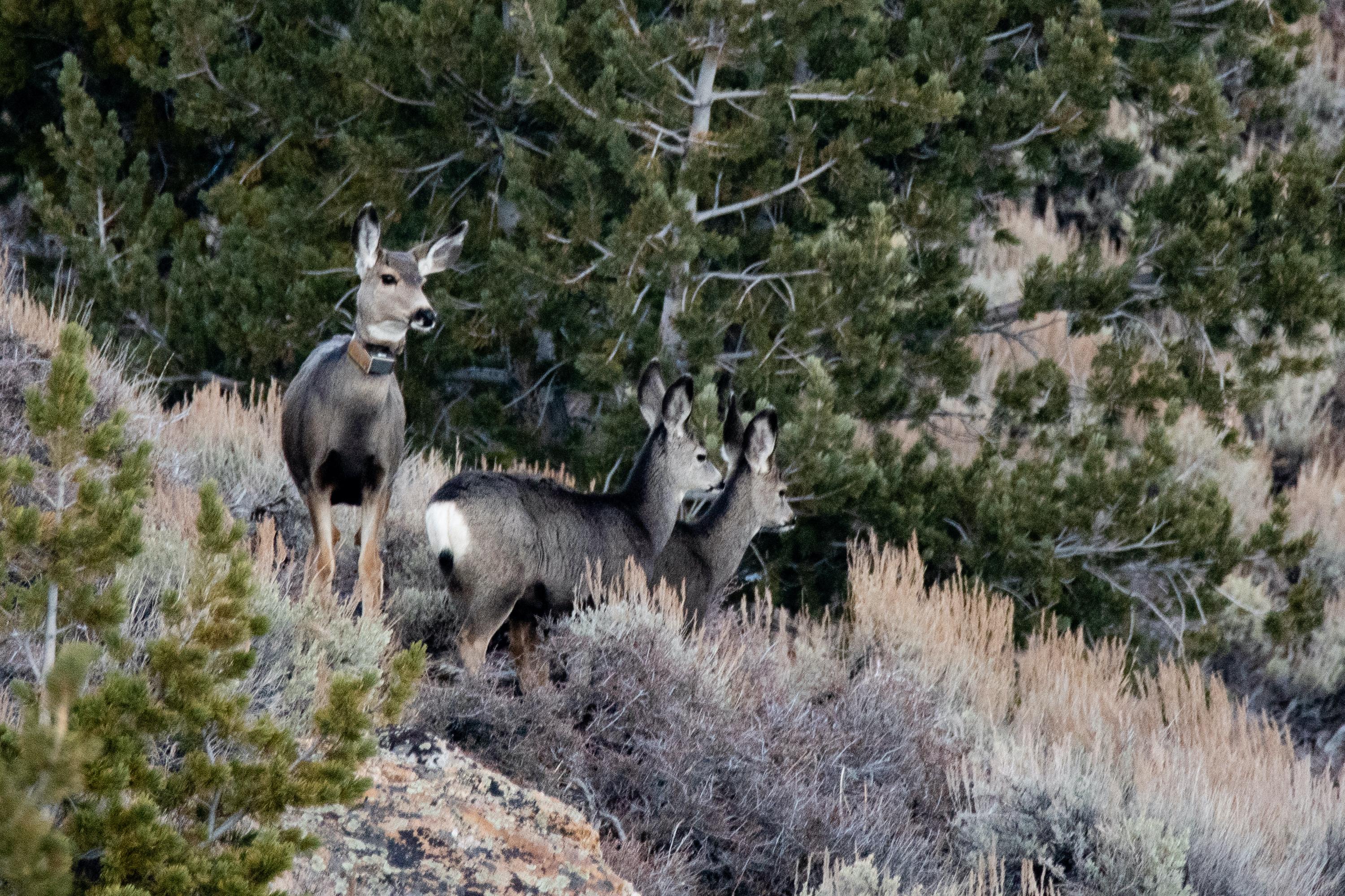 Multiple mule deer stand on a hillside with sagebrush and trees.