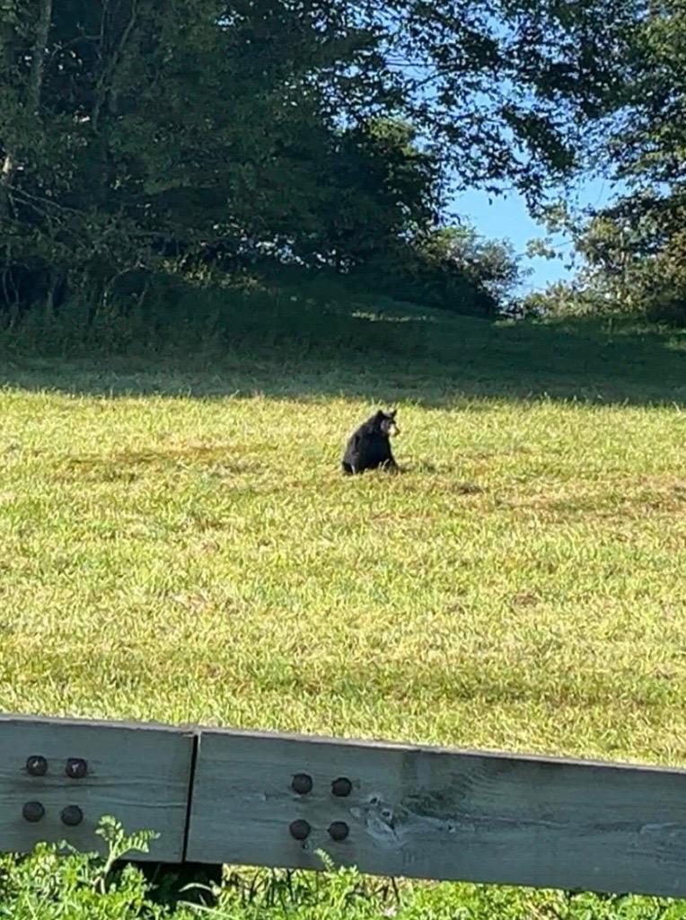 A black bear sits right off the Blue Ridge Parkway.