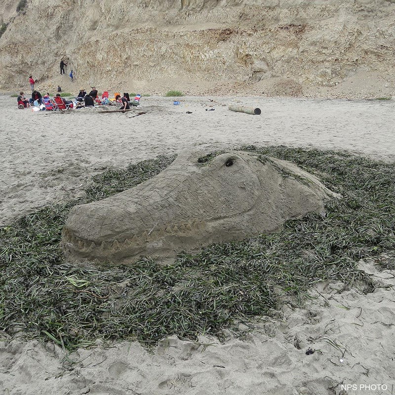 A sand sculpture of an alligator's head, surrounded by seaweed.