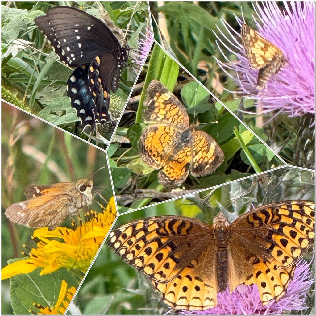 Butterflies taking a break and feeding on plants along the Blue Ridge Parkway.