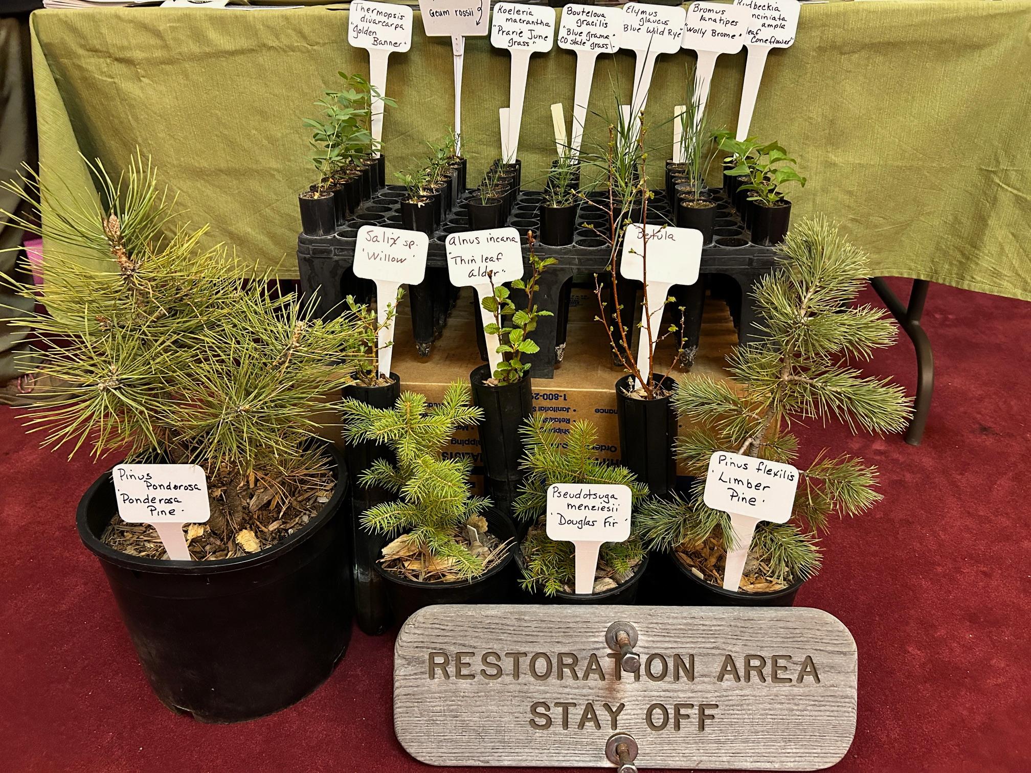 A variety of plants are displayed on a table, including a ponderosa pine tree and limber pine tree.
