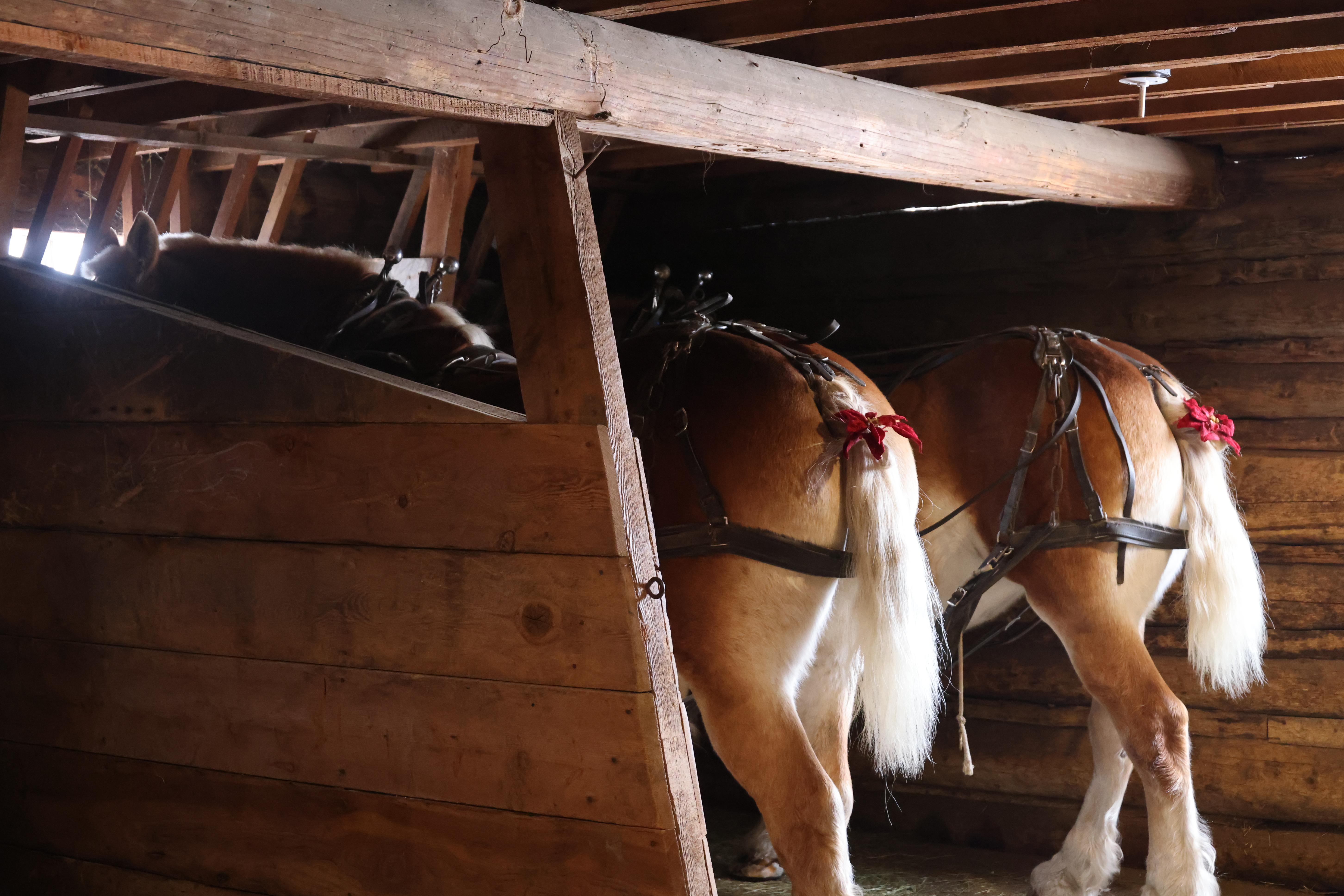 Two draft horses stand in one stall they are harnessed and have poinsettias on their tails.