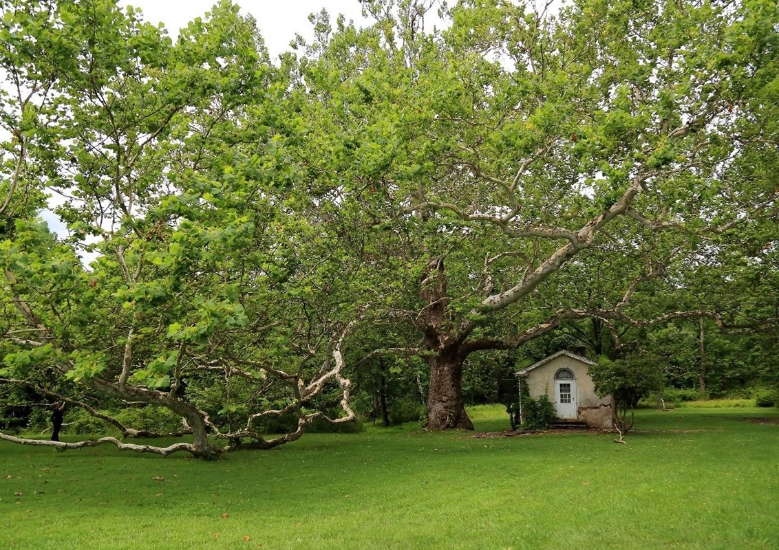 an enormous tree has branches that touch the ground and towers over a small house