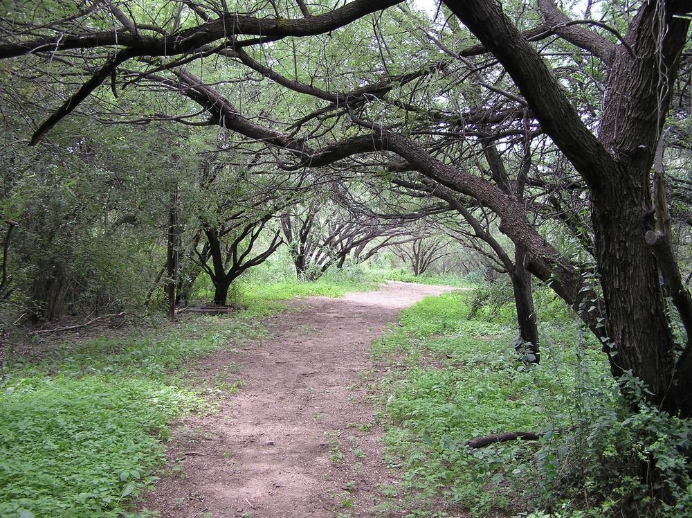 shaded dirt trail under arching tree branches