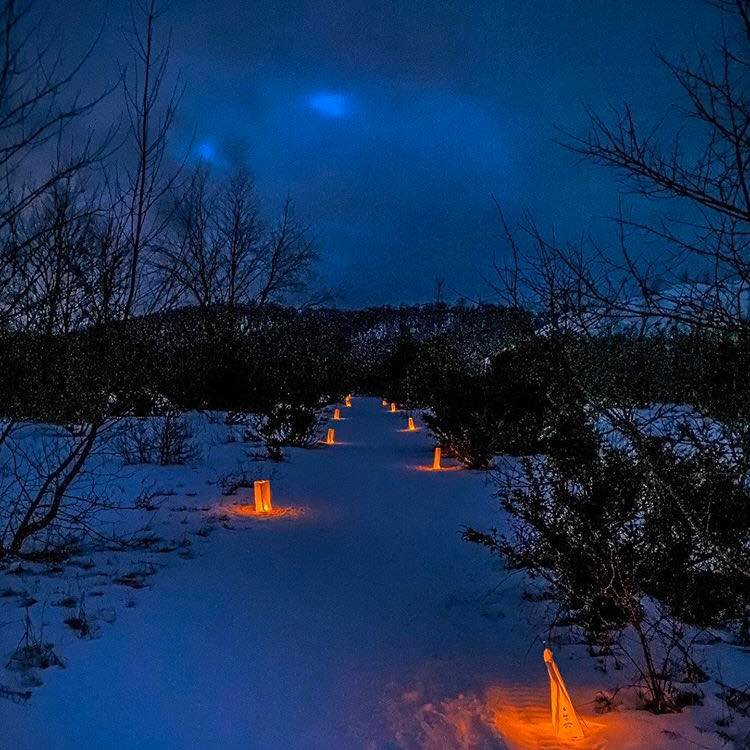 glowing luminaries line a snowy path surrounded by shrubs.