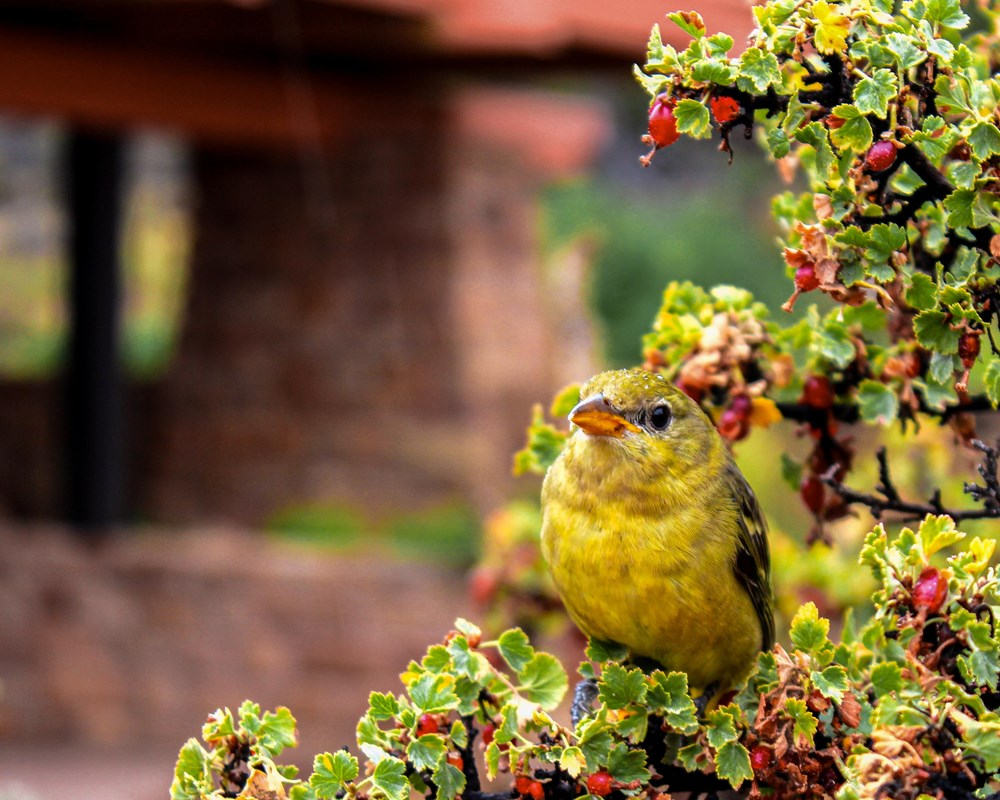 A yellow songbird perches in a colorful shrub that has yellow fall foliage and red currant berries.
