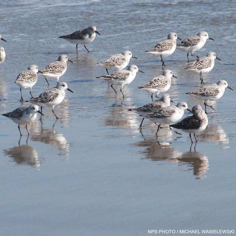 Twenty-one small gray shorebirds stand and walk facing right on a wet sandy beach.