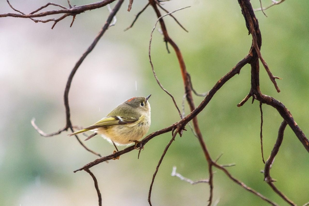Ruby-crowned Kinglet on a branch