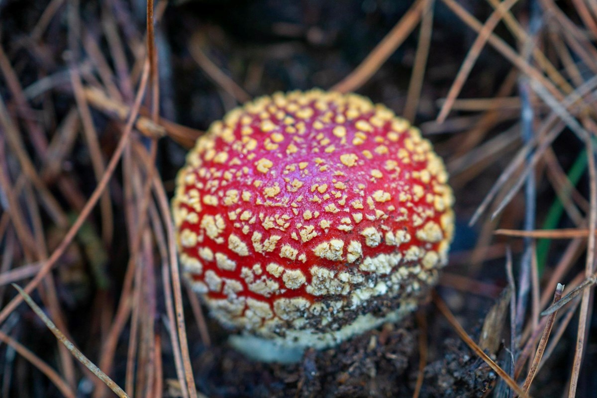 A red, round mushroom with whitish yellow spots growing in a bed of pine needles.