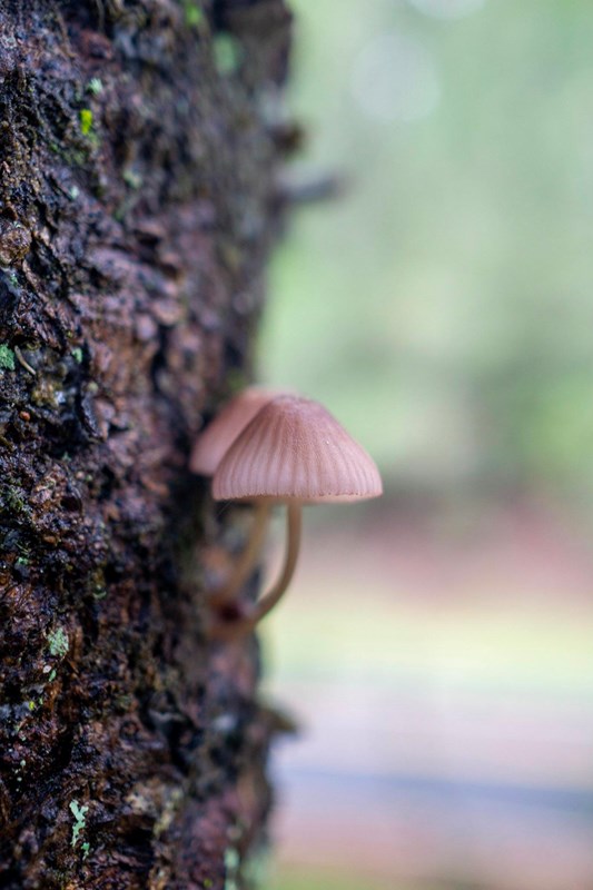 Small brown mushrooms growing out of a tree.