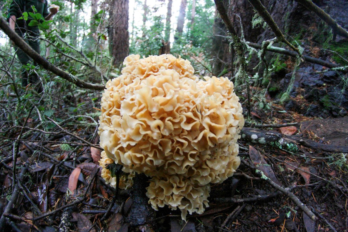 A large, many-folded tan beige mushroom growing out a forest floor.