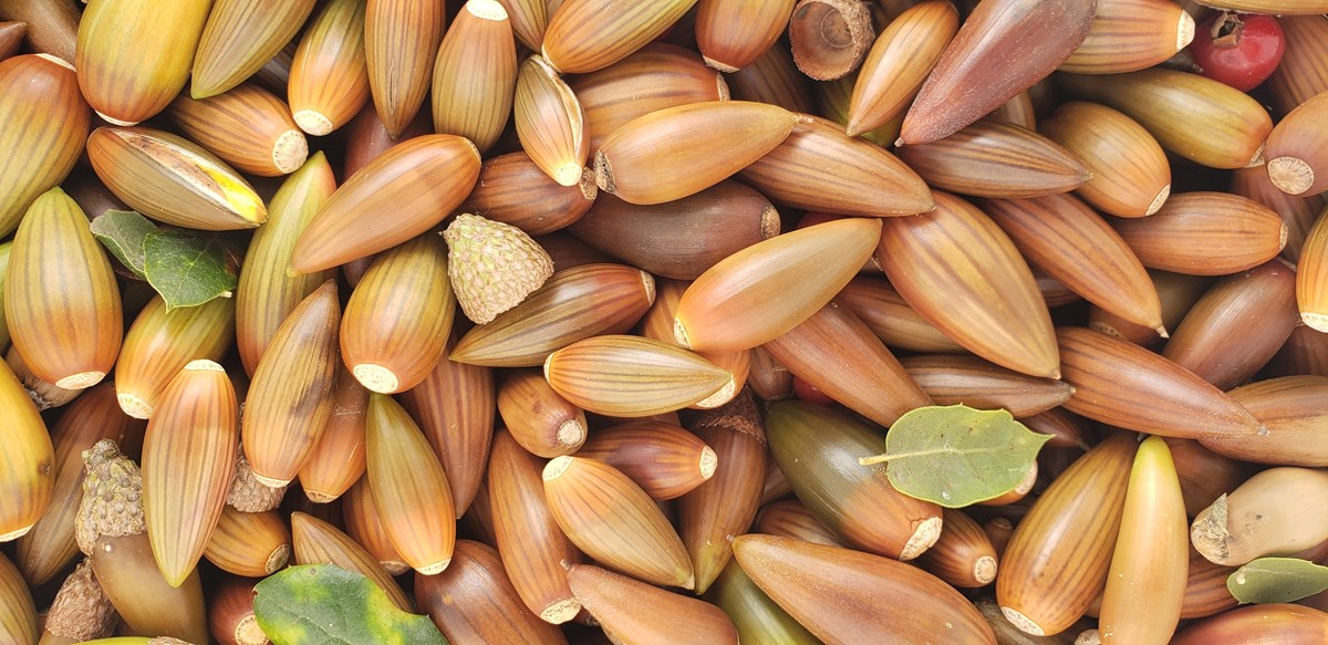 A pile of brown acorns.