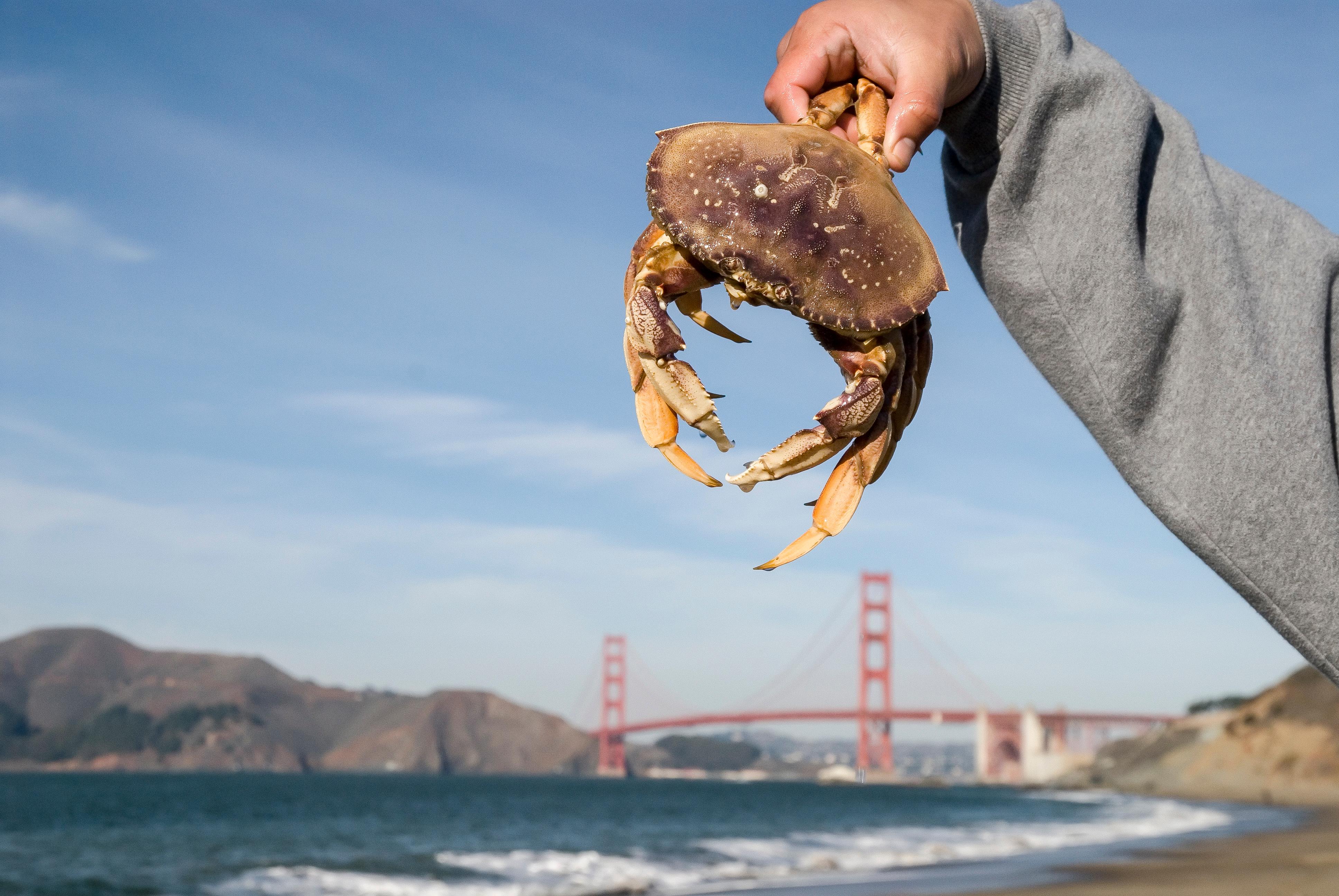 Pier Crabbing 101