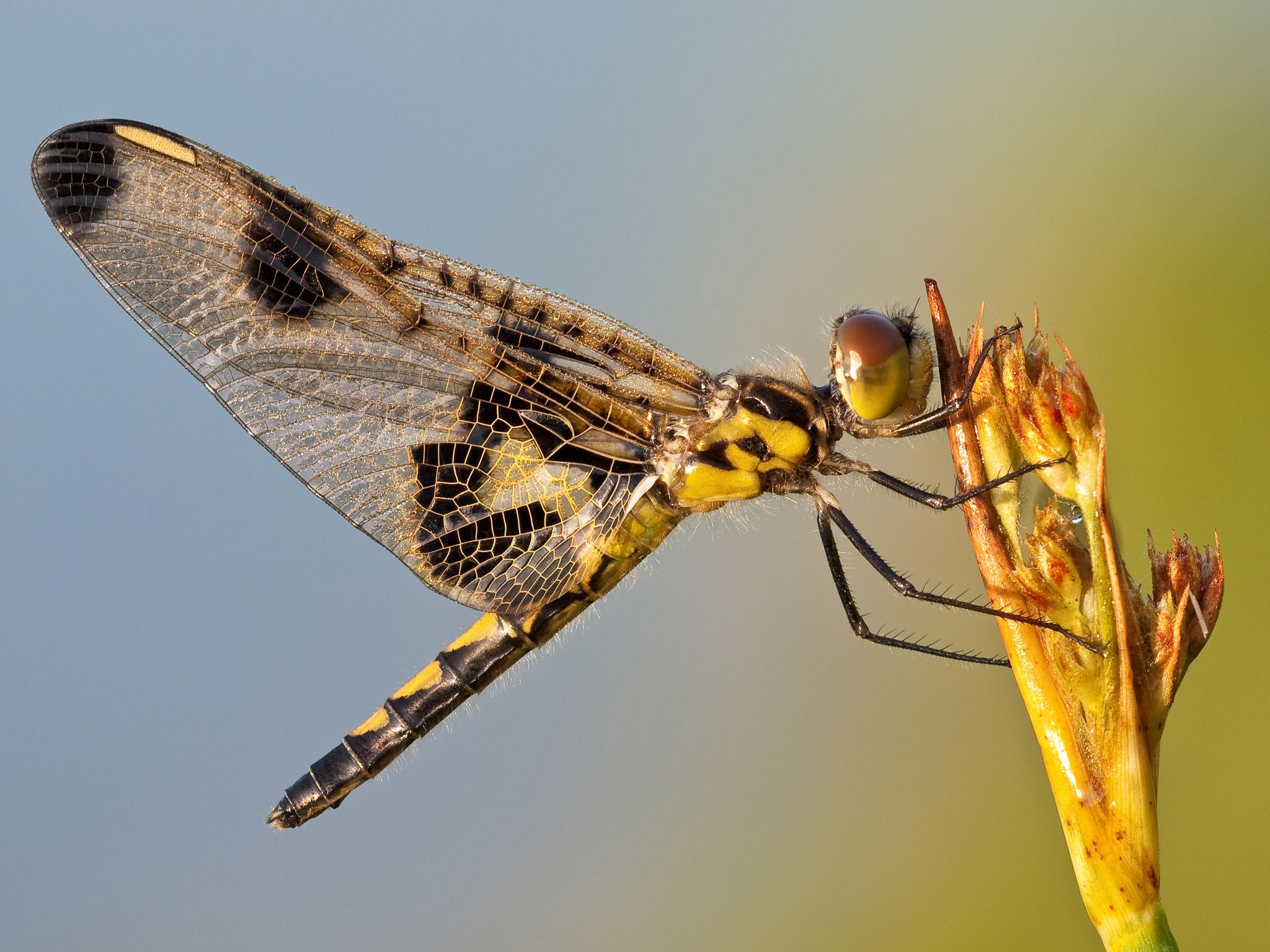 A yellow-and-black dragonfly with closed wings that have black markings.