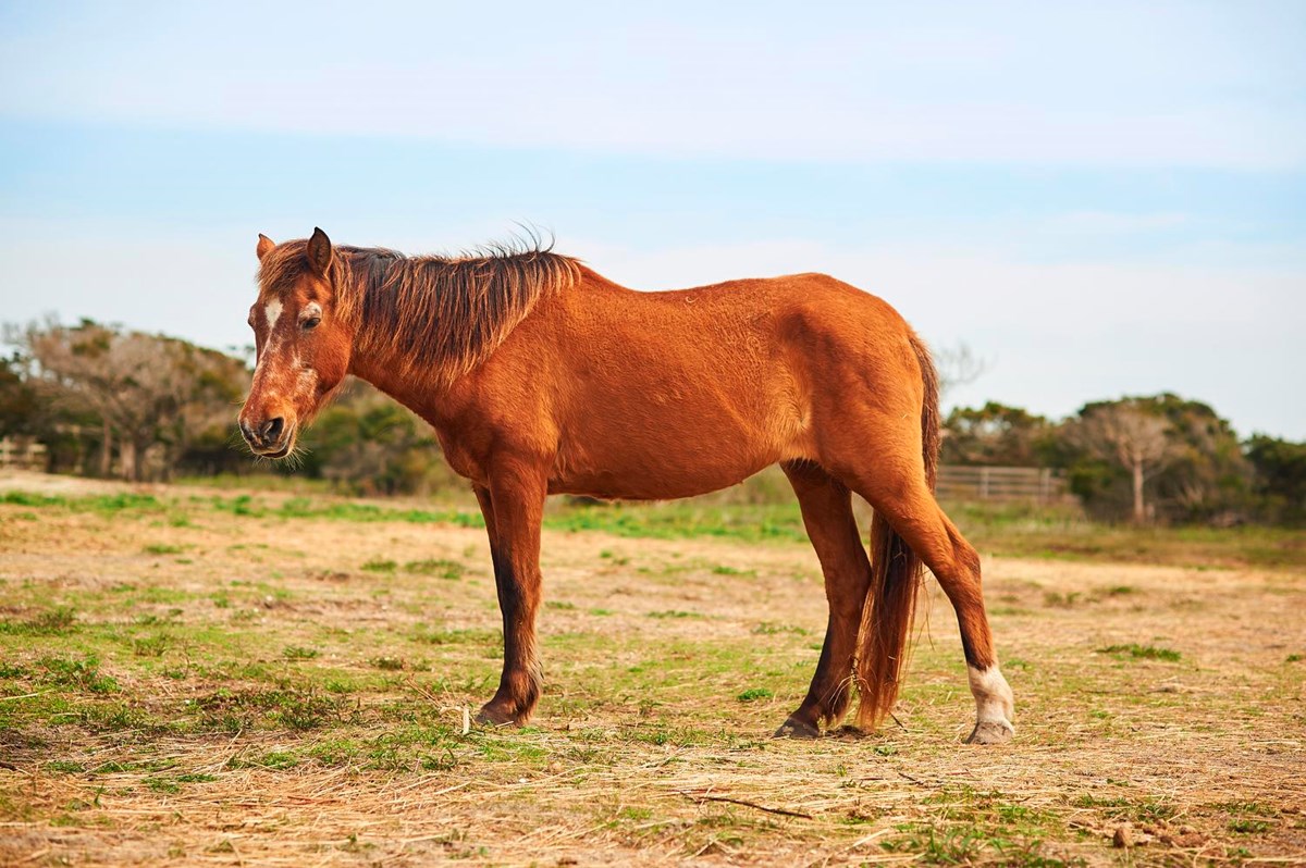 Ocracoke Pony Pens