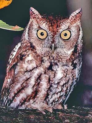 small brown owl with large yellow eyes and ear tufts