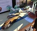 fish on table with measuring tools