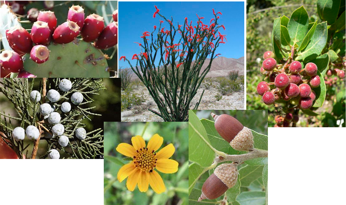 Six pictures of different flowering and fruiting plants.