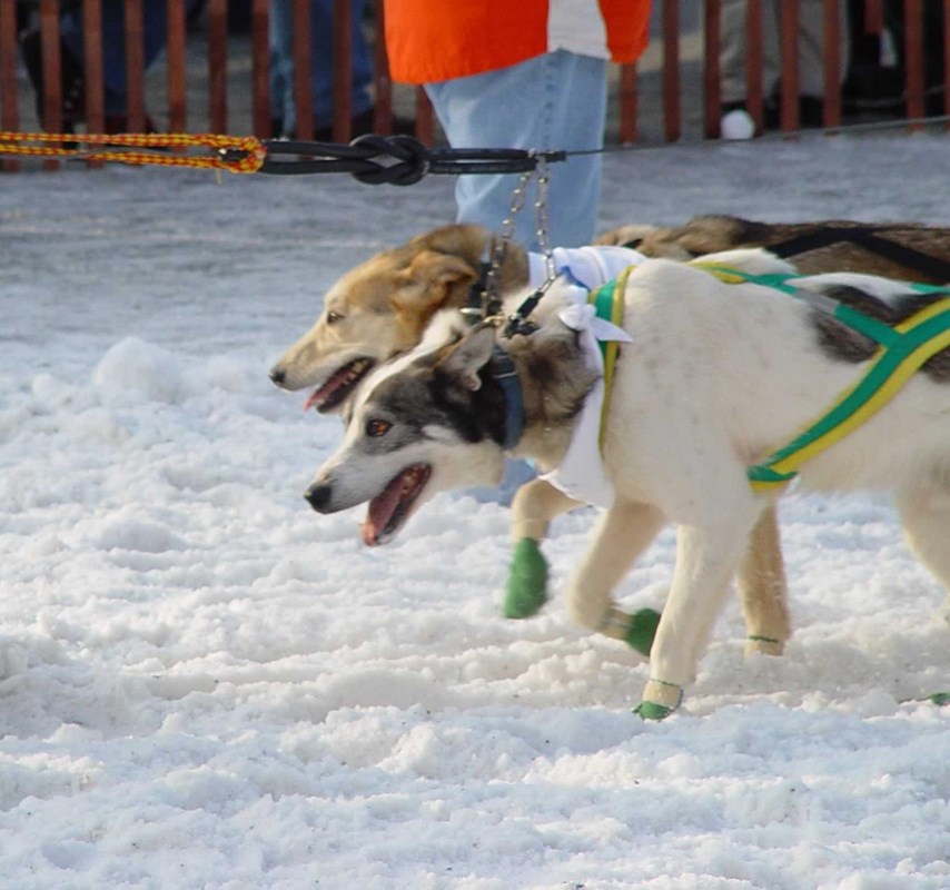 Outdoors; close up of two dogs pulling forward against harnesses, snow beneath paws.