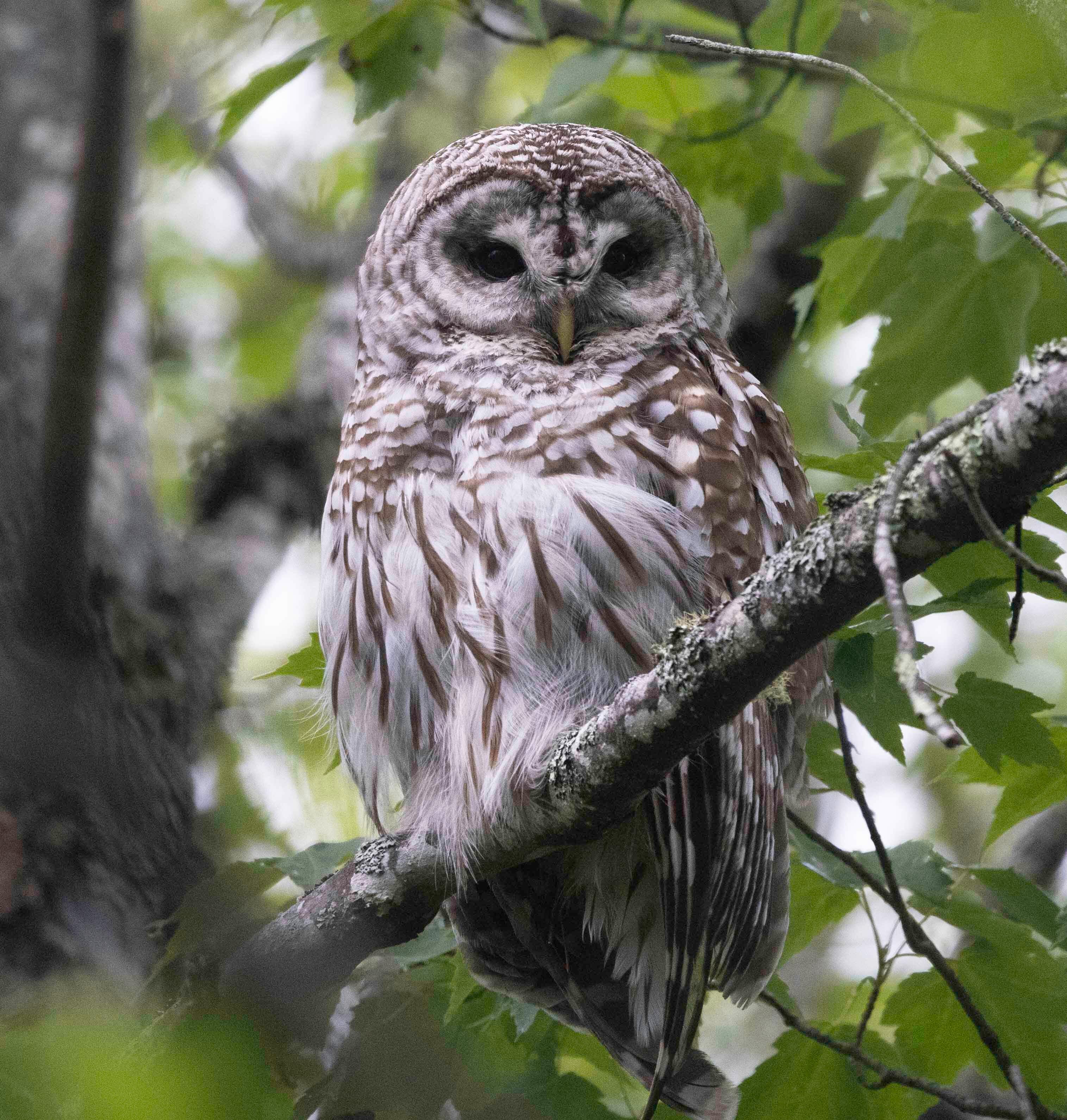 A barred owl sitting on a tree branch