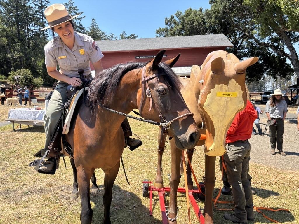 A park ranger riding a horse next to a plastic life-sized horse mannequin.