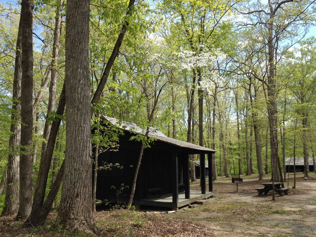 Small wooden cabin with a porch in a green forest with a flowering dogwood tree hanging over it