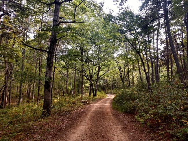 dirt road in the woods