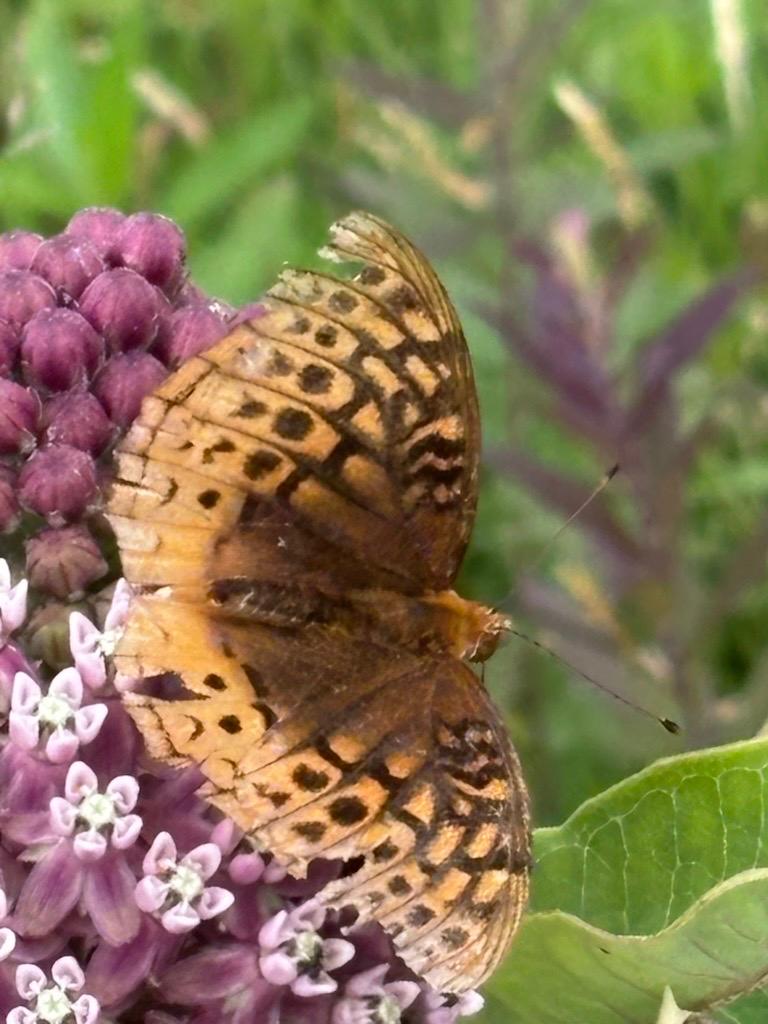 A Great Spangled Fritillary sits on a flower along the Blue Ridge Parkway