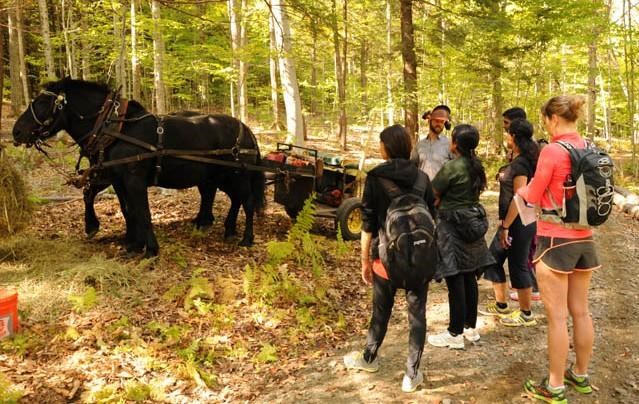 horse logging in the park's sustainable forest