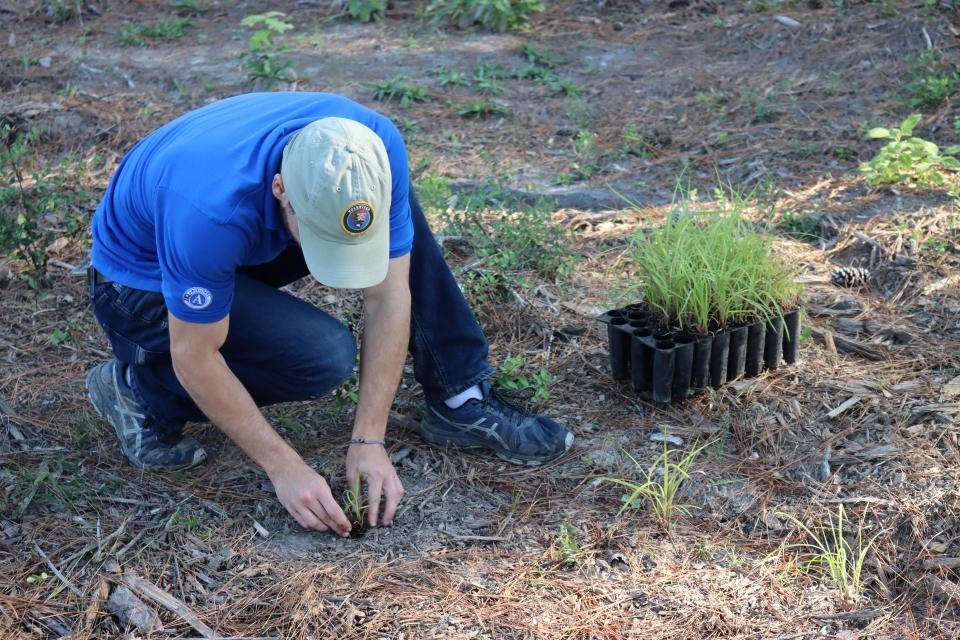 a person in a blue shirt and gray hat planting grasses in the forest next to a grass seedling tray.