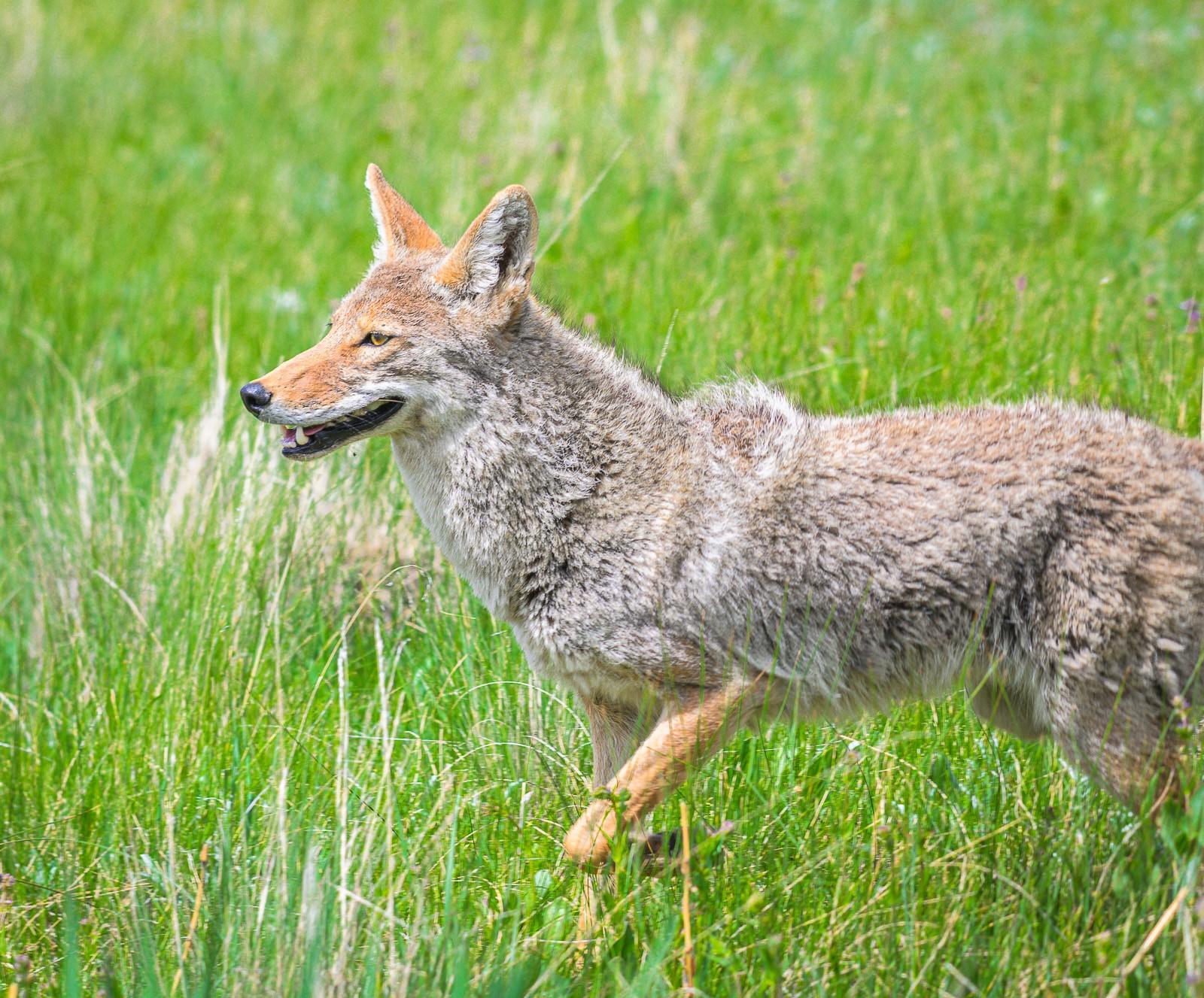 A coyote trotting through tall grass.