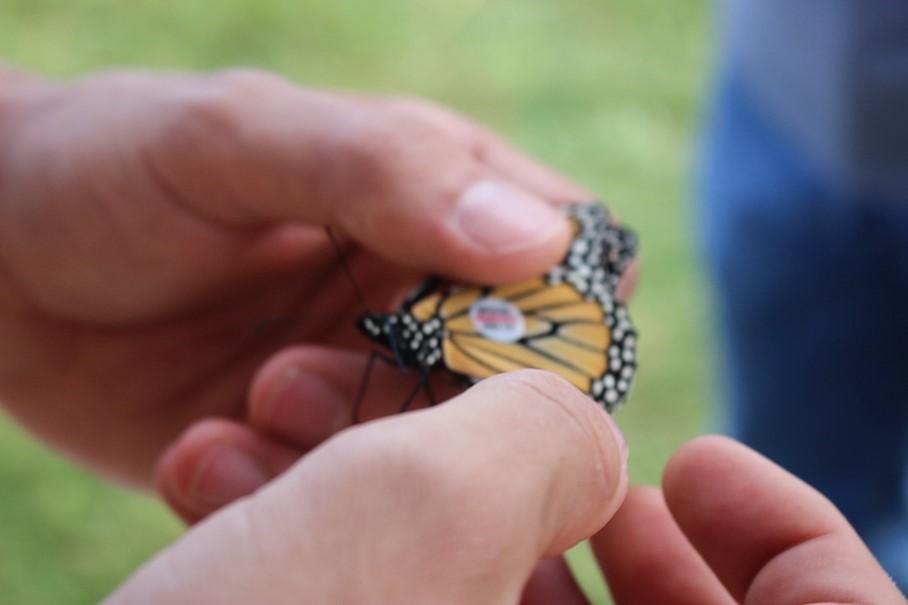 Monarch Tagging at Seip Earthworks