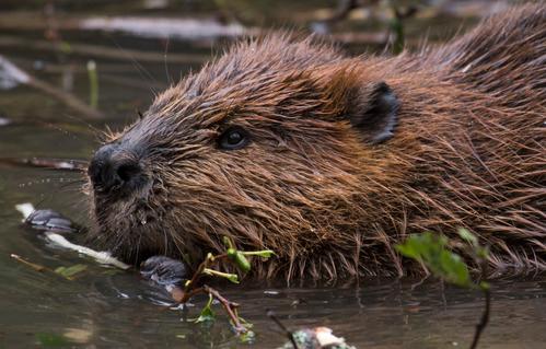 A beaver chewing on a stick.