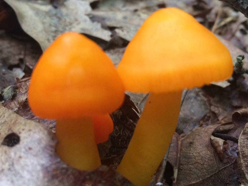 An Orange Gilled Wax Cap sits along the Blue Ridge Parkway