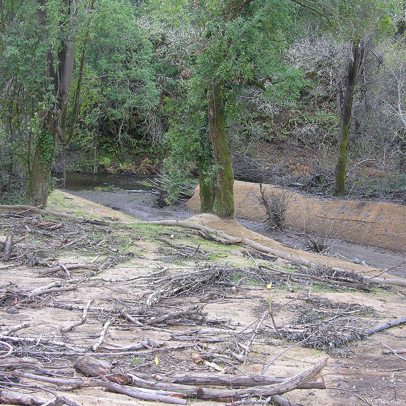 A newly dug channel branches off of a creek. Cut branches and other material covers the ground.