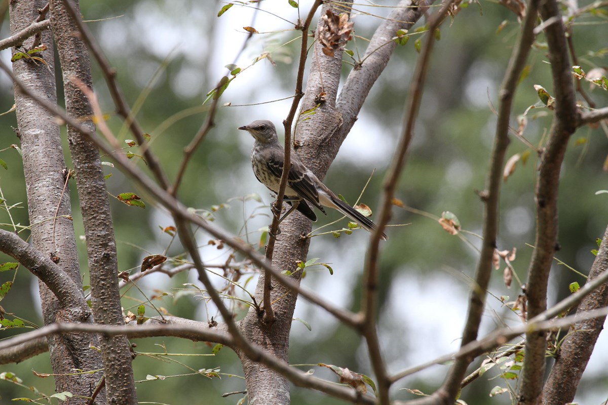 A gray and white bird perched in a tree