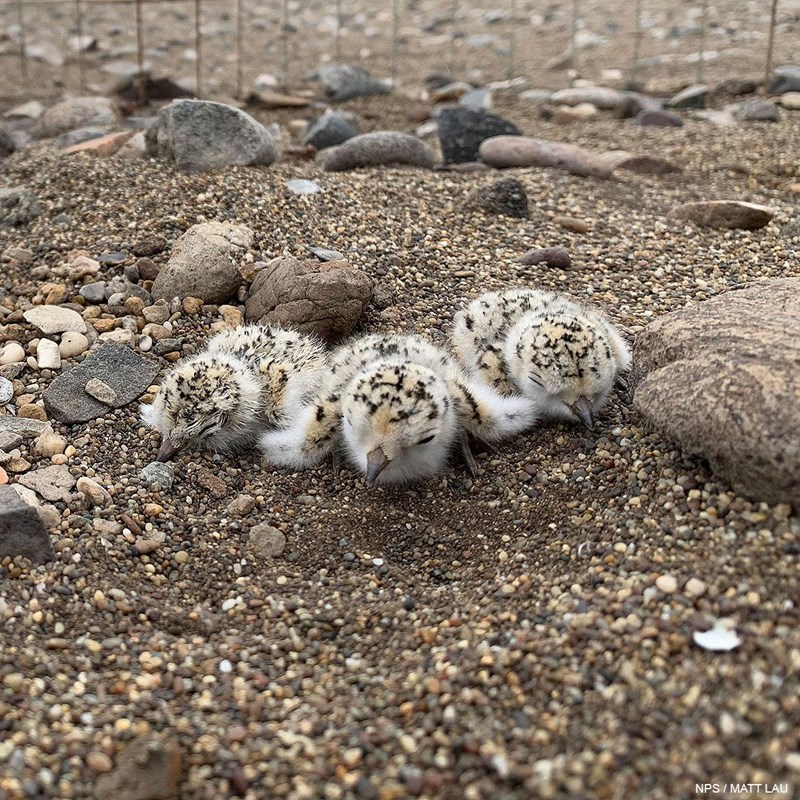 Three small black-speckled shorebird chicks nestle down on coarse sand among pebbles and cobbles.
